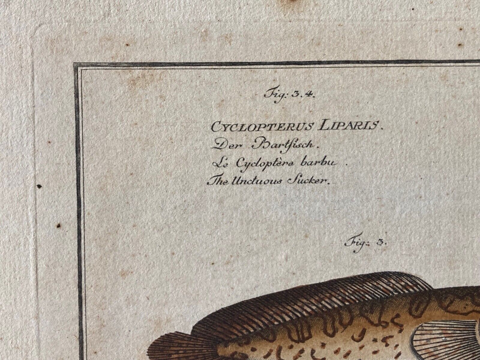 Antique , 18th Century Fish Engraving - Room Four