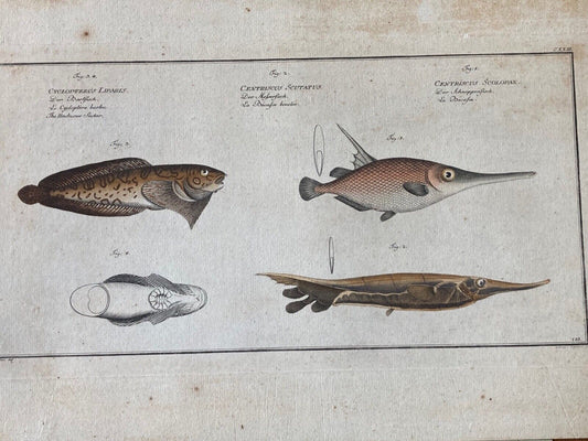 Antique , 18th Century Fish Engraving - Room Four