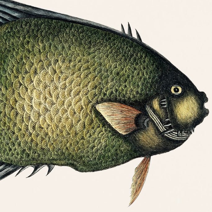 Antique Angel Fish Wall Art Print - Room Four