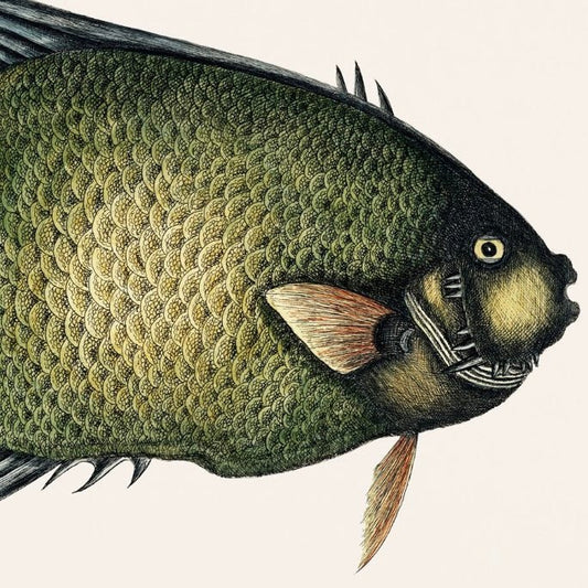 Antique Angel Fish Wall Art Print - Room Four