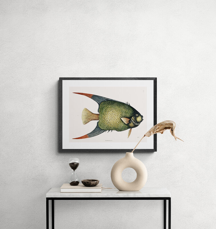 Antique Angel Fish Wall Art Print - Room Four