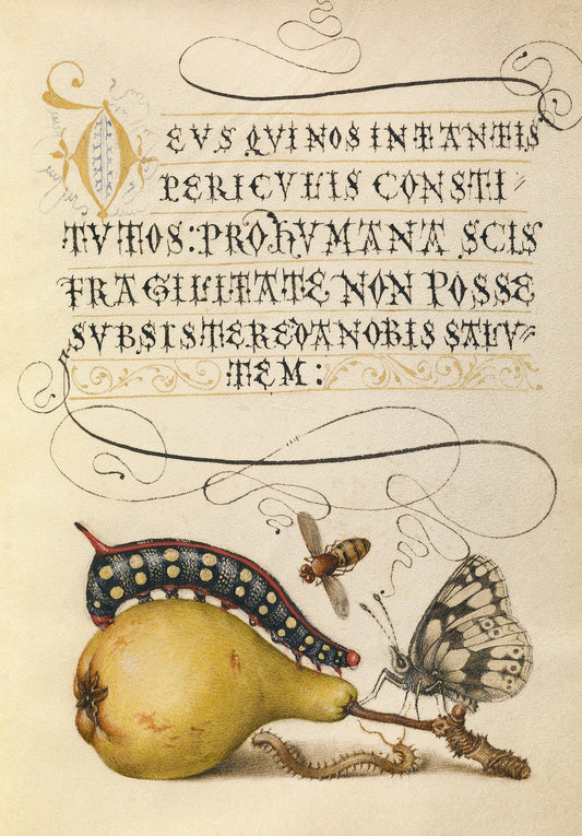 Antique Caterpillar & Butterfly Botanical Wall Art Print - Room Four