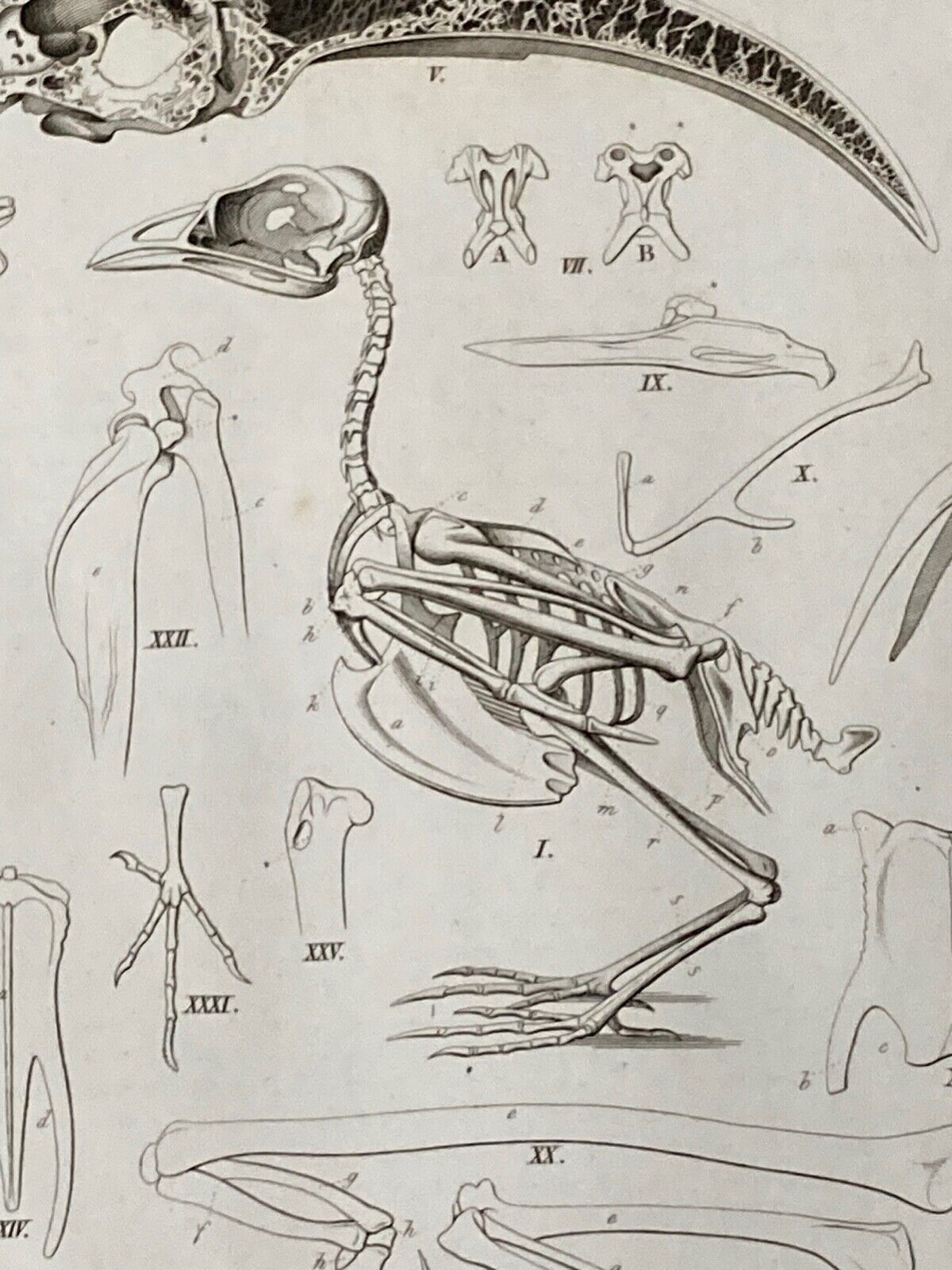 Antique Engraving, Anatomy Birds , 1841 - Room Four
