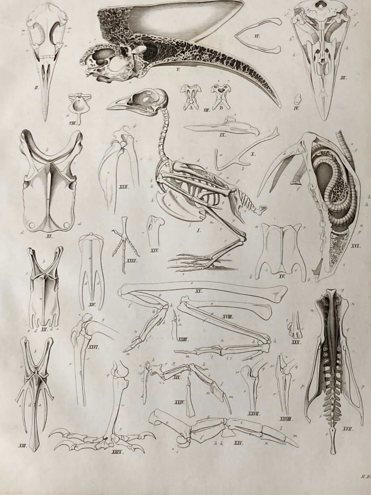 Antique Engraving, Anatomy Birds , 1841 - Room Four