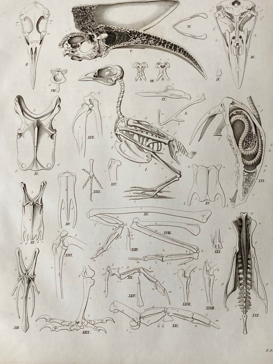 Antique Engraving, Anatomy Birds , 1841 - Room Four