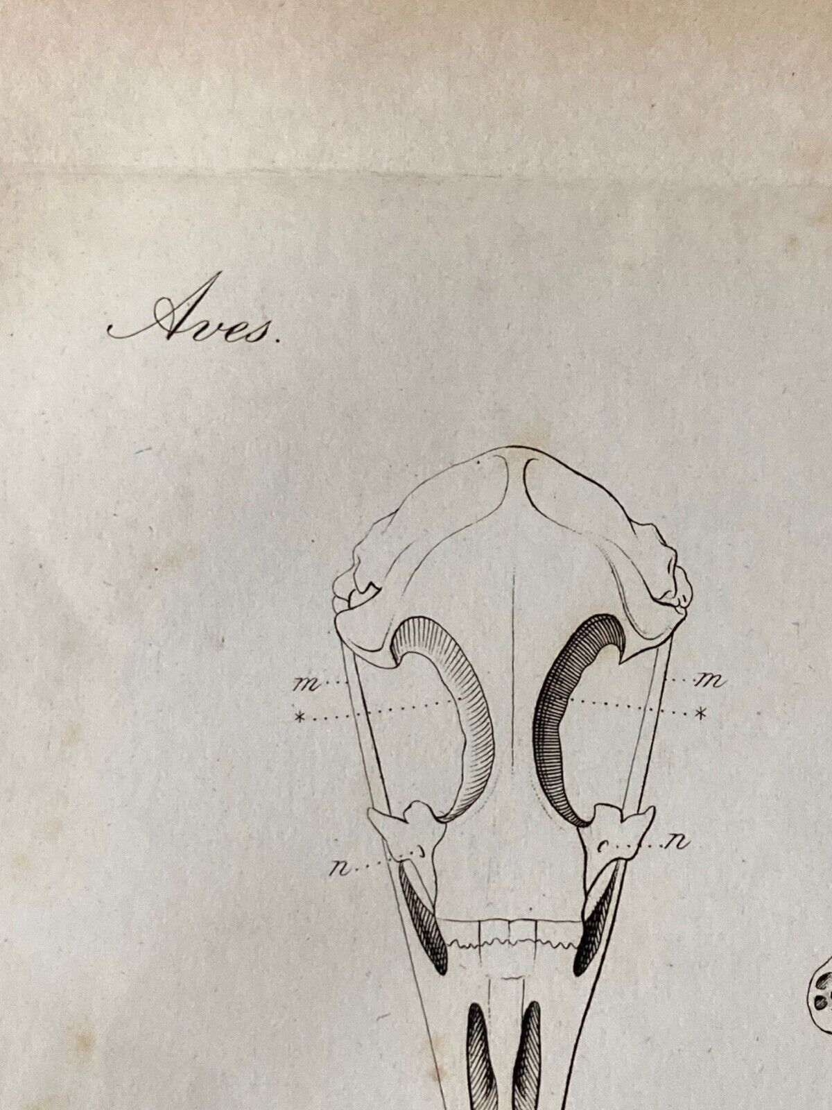 Antique Engraving, Anatomy Birds , 1841 - Room Four
