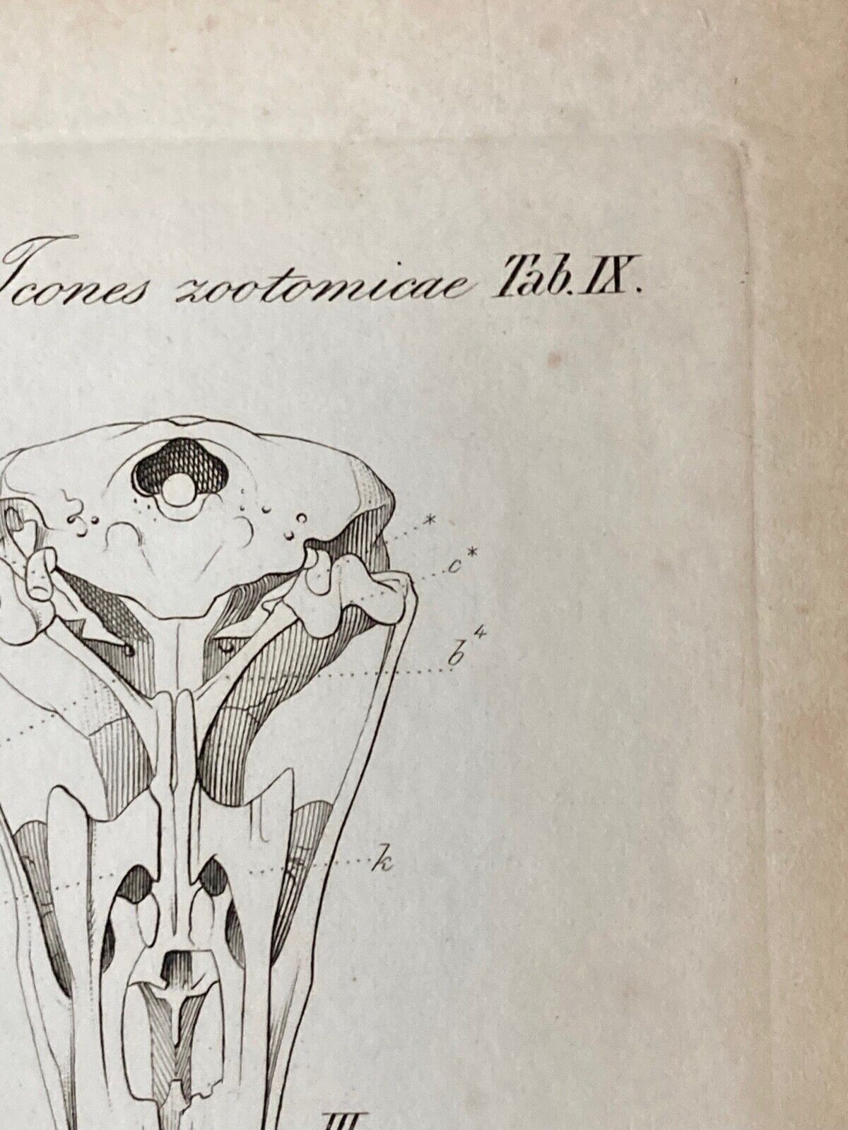 Antique Engraving, Anatomy Birds , 1841 - Room Four