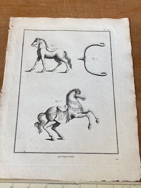 Antique Engraving, Equine Study - Room Four