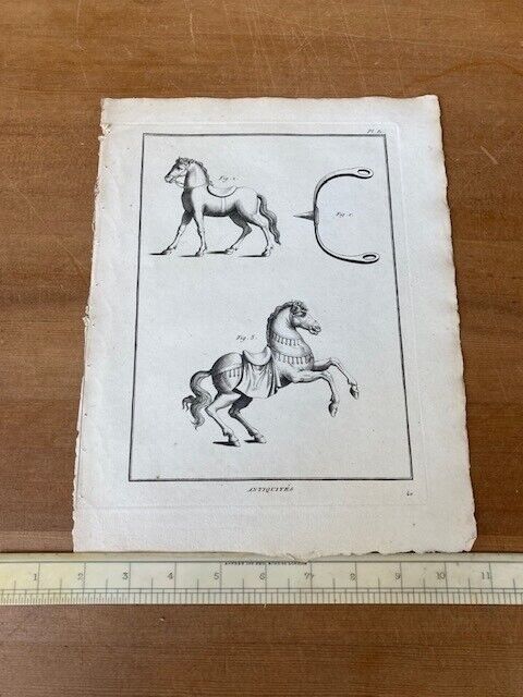 Antique Engraving, Equine Study - Room Four