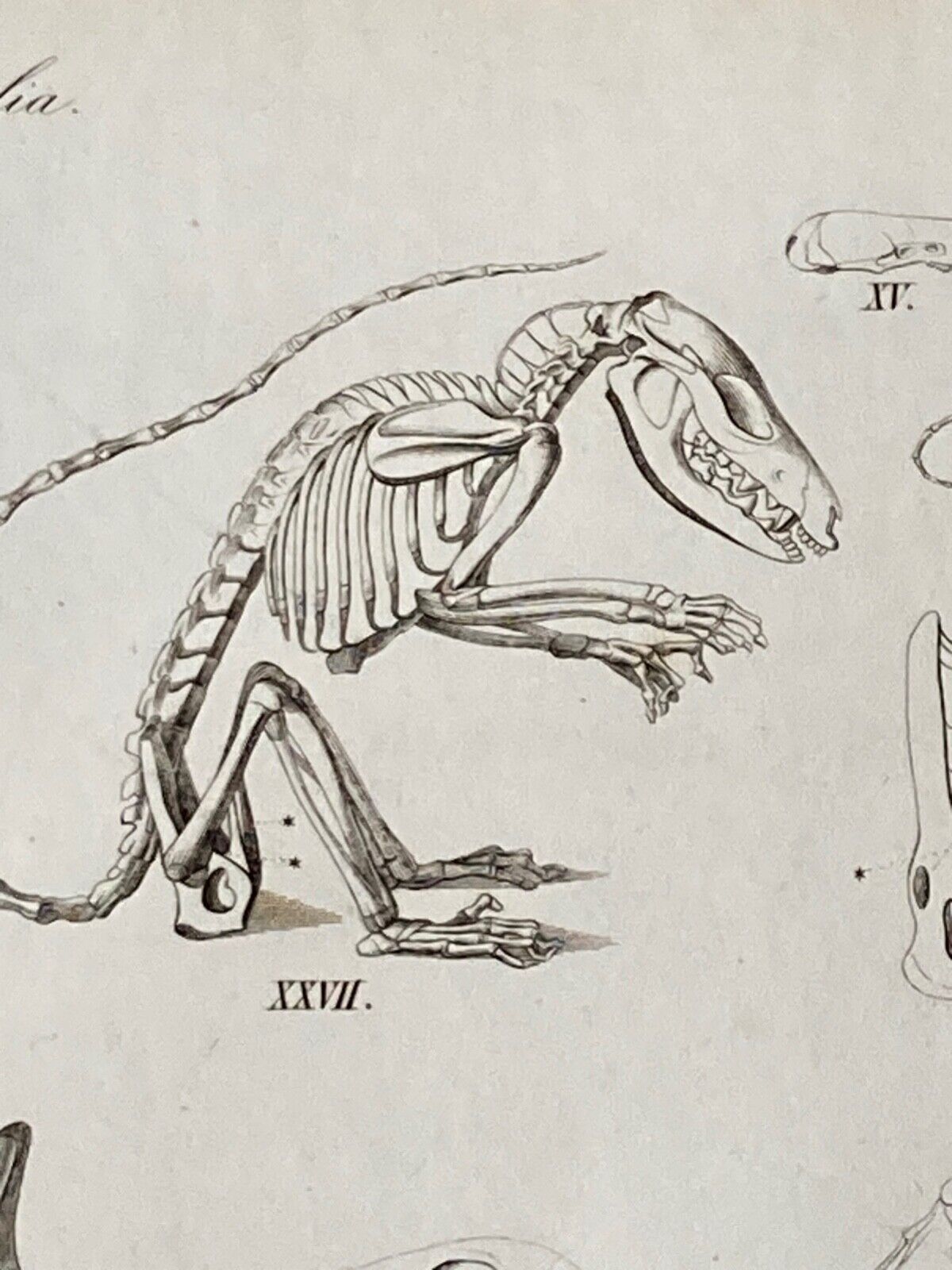 Antique Engraving, Mammalia, c.1841 - Room Four