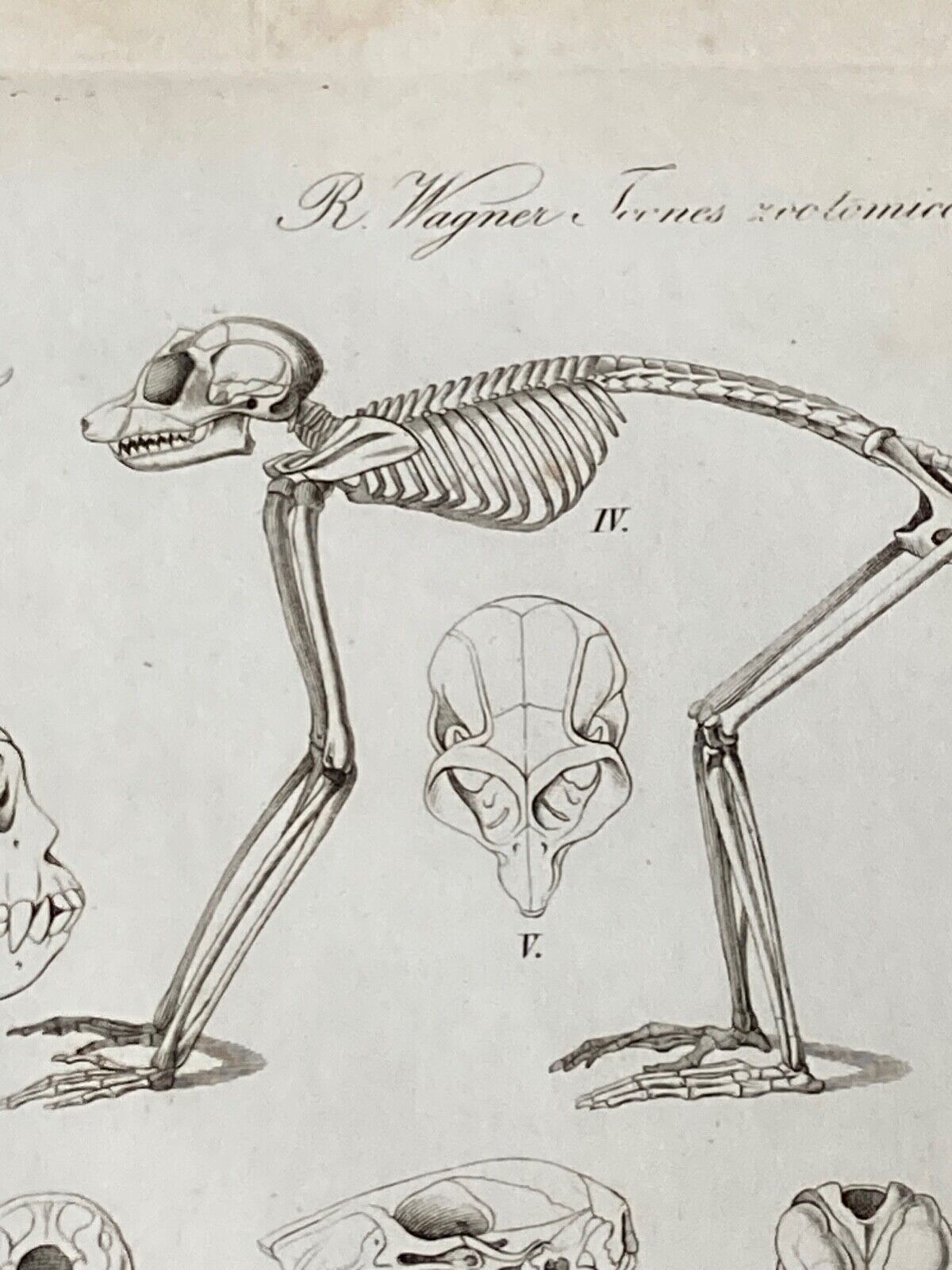 Antique Engraving, Mammalia, c.1841 - Room Four