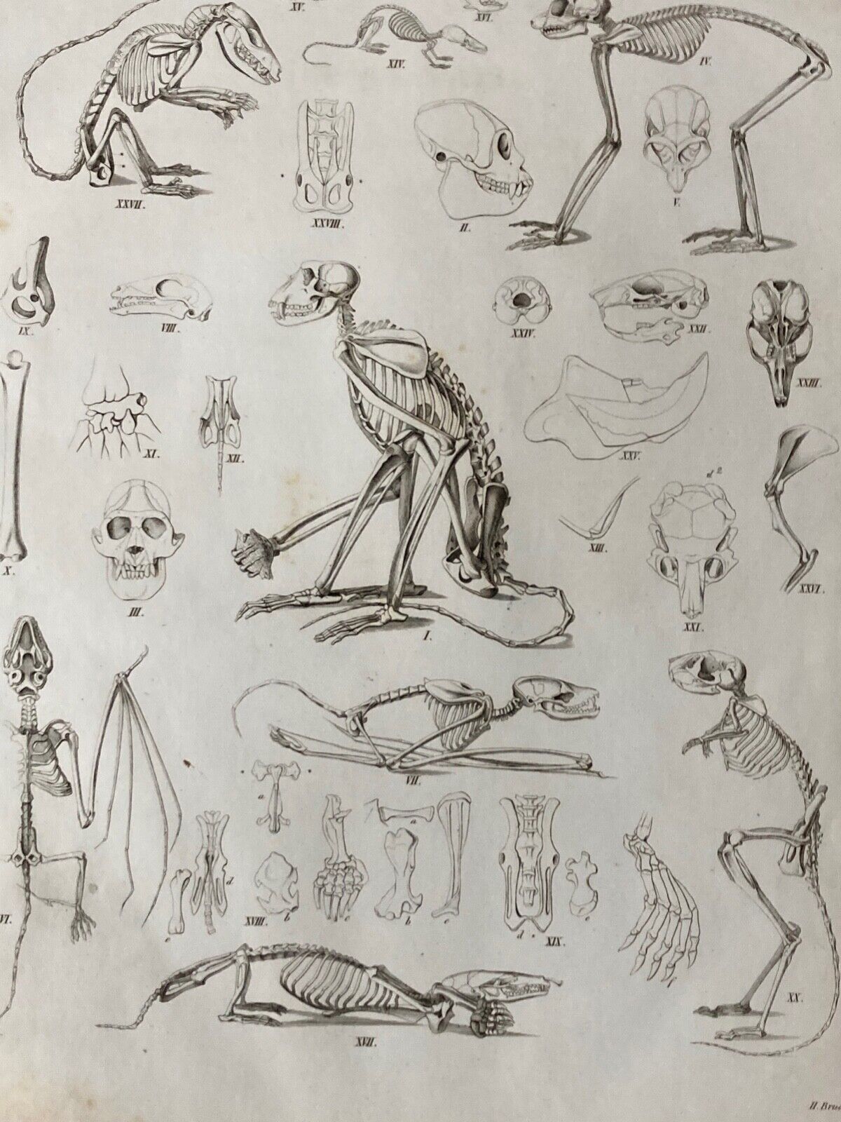 Antique Engraving, Mammalia, c.1841 - Room Four