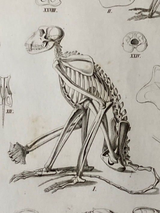 Antique Engraving, Mammalia, c.1841 - Room Four