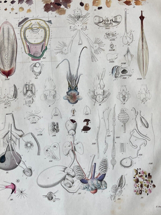 Antique Engraving, Marine Life, c.1841 - Room Four