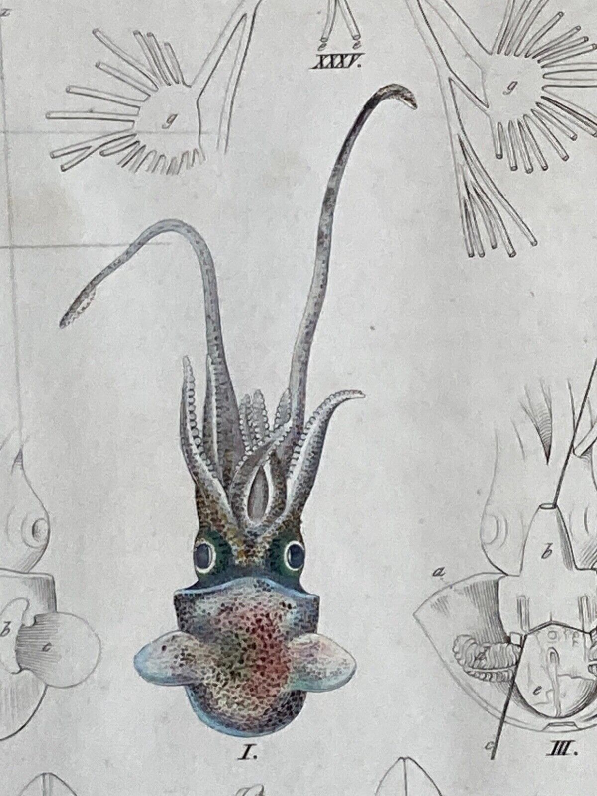 Antique Engraving, Marine Life, c.1841 - Room Four