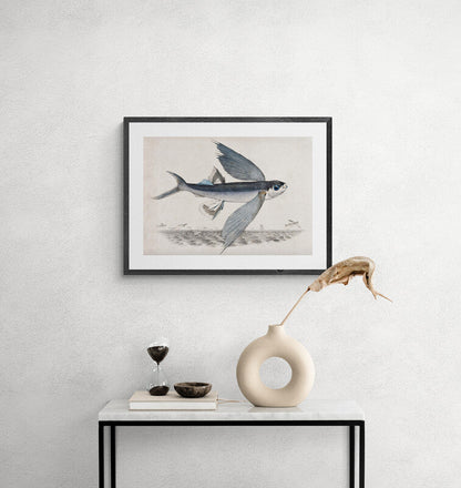 Antique Flying Fish Wall Art Print - Room Four