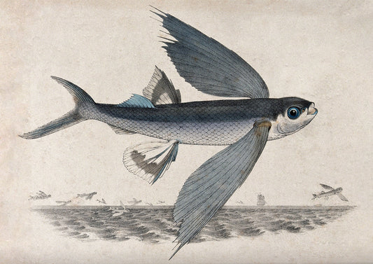 Antique Flying Fish Wall Art Print - Room Four