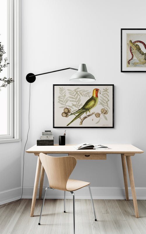 Antique Parrot of Carolina Wall Art Print - Room Four