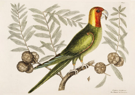 Antique Parrot of Carolina Wall Art Print - Room Four