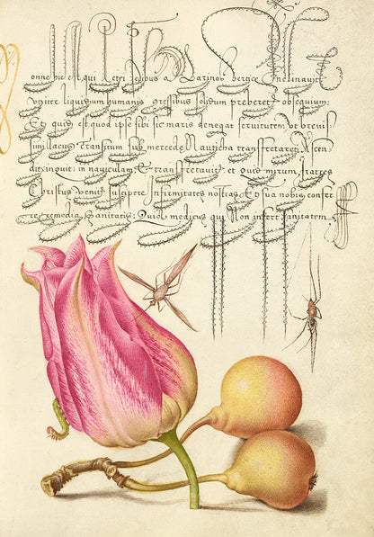 Antique Tulip with Pears Botanical Wall Art Print - Room Four
