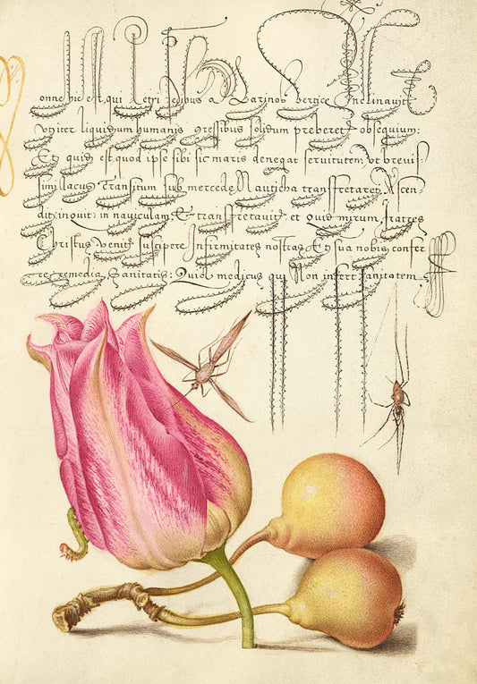 Antique Tulip with Pears Botanical Wall Art Print - Room Four