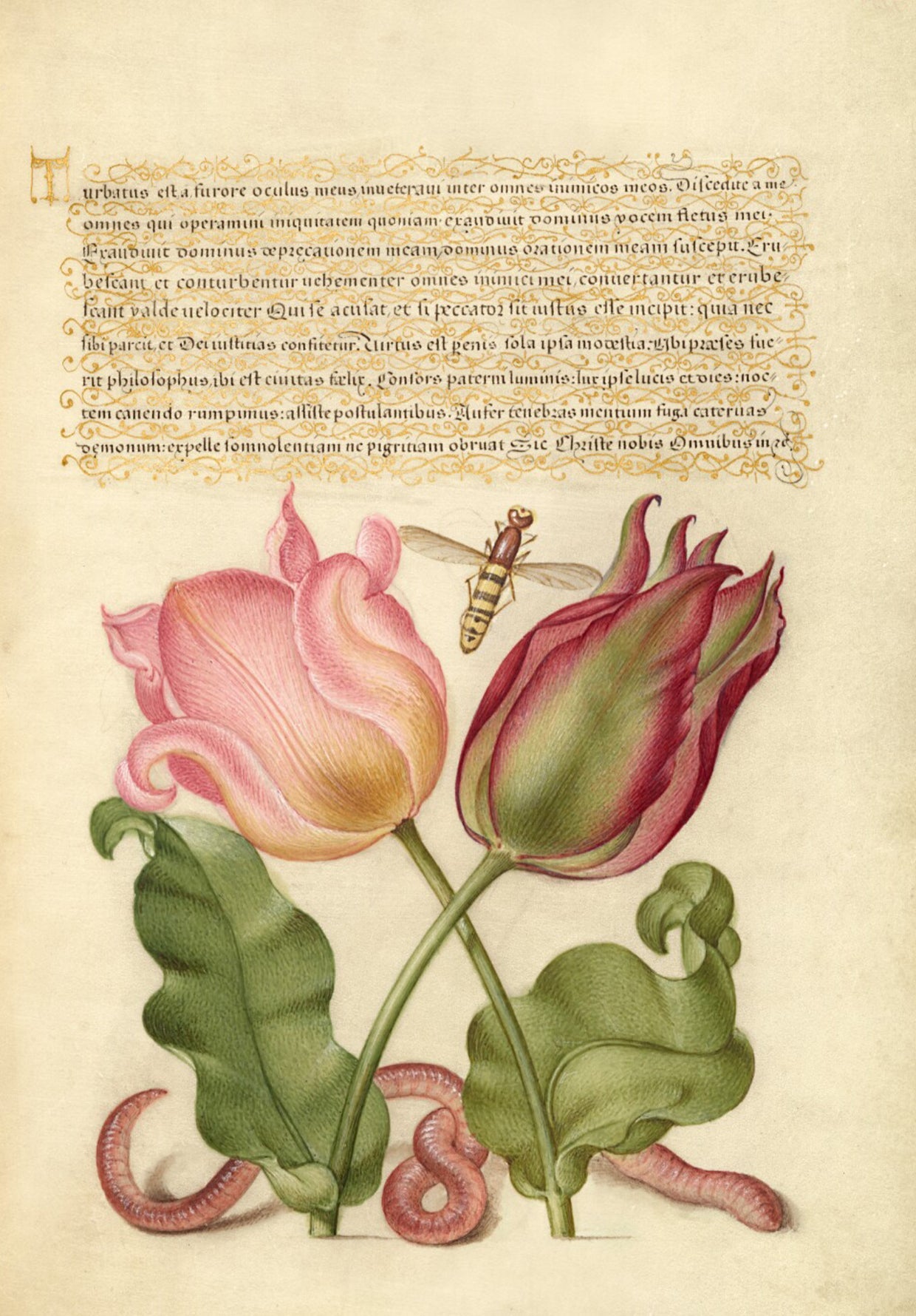 Antique Tulip & Worm Botanical Wall Art Print - Room Four
