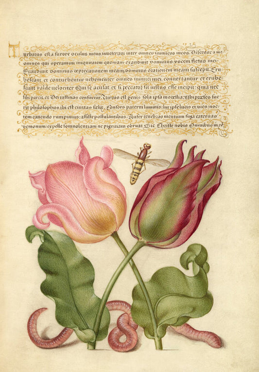 Antique Tulip & Worm Botanical Wall Art Print - Room Four