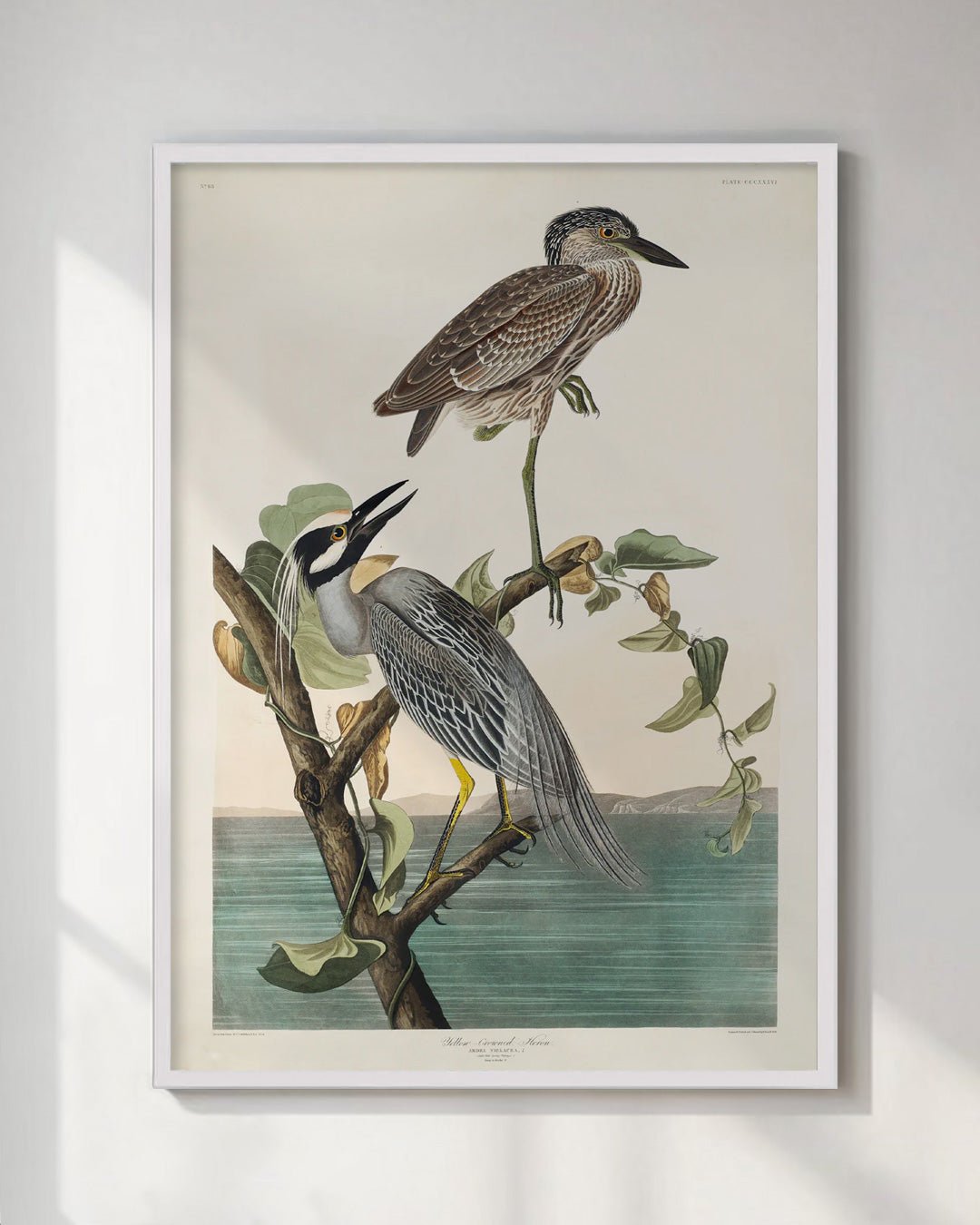 Antique Yellow Crowned Herons Wall Art Print - Room Four