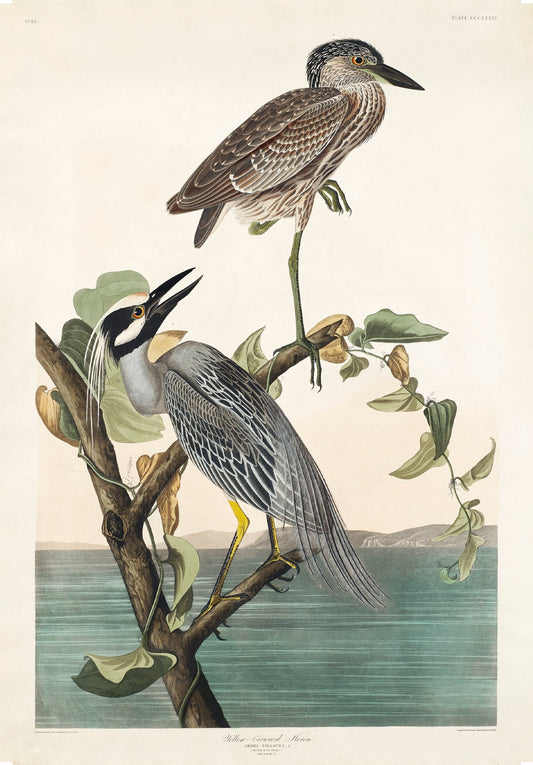 Antique Yellow Crowned Herons Wall Art Print - Room Four