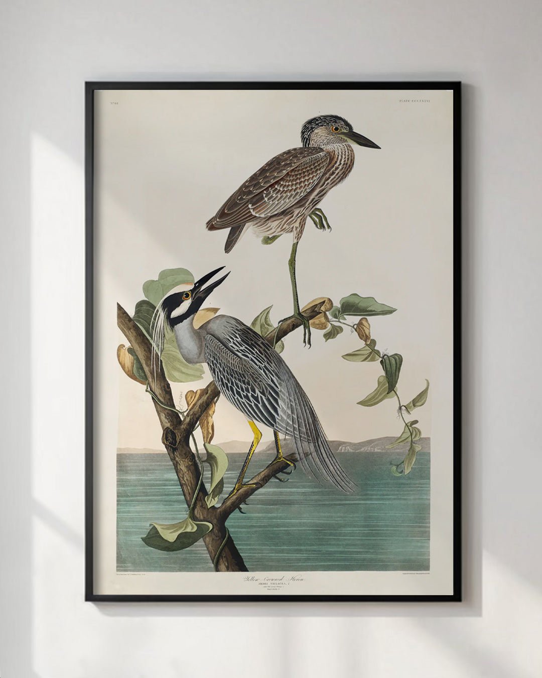 Antique Yellow Crowned Herons Wall Art Print - Room Four