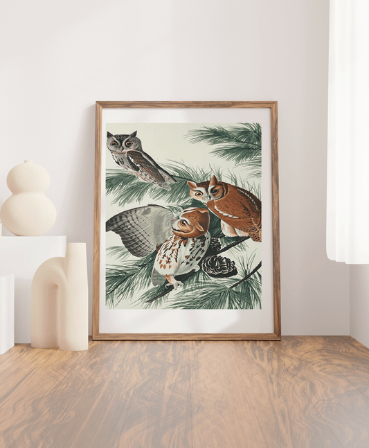 Audubon 1964 Folio Wall Art Print “Little Screetch Owl” - Room Four