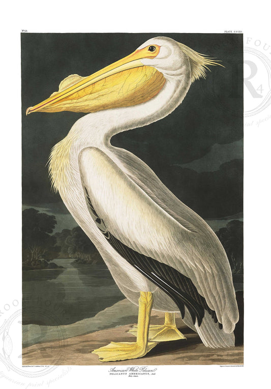 Audubon American White Pelican - Room Four