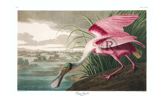 Audubon Birds of America Pink “Spoonbill” Digital Wall Art Print - Room Four