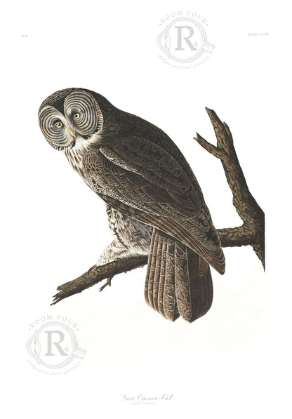 Audubon "Great Owl” - Room Four