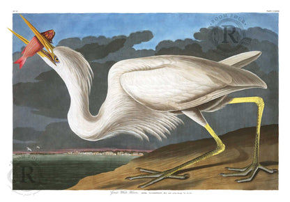 Digital Audubon bird print from 1964 elephant folio edition, archival reprint in landscape format High-resolution