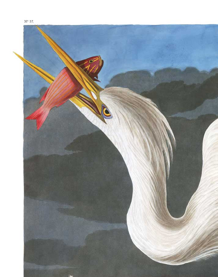 Audubon Great White Heron Print – Vintage Bird Illustration – Natural History Wall Art – A3 / A4 –  