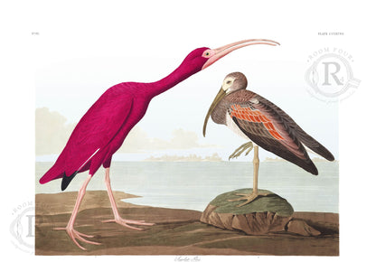 Audubon Scarlet Ibis Print – Vintage Bird Illustration – Natural History Wall Art – A3 / A4 Audubon "Scarlet Ibis” - Room Four