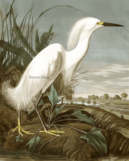High-resolution digitally reproduced Audubon bird engraving from 1964 elephant folio edition, portrait format Audubon "Snowy Heron" 