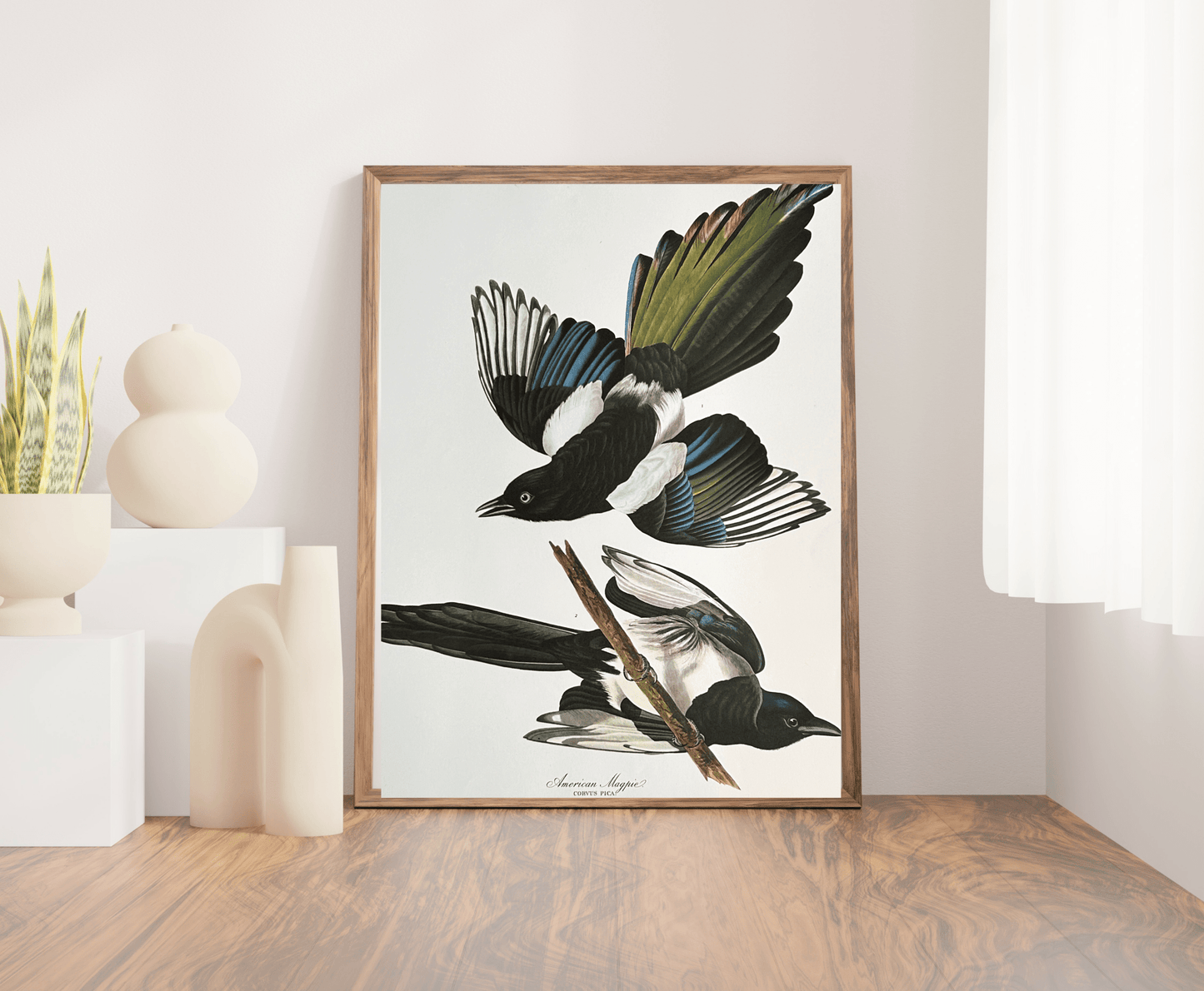 Audubon Vintage 1964 Lithograph Print - American Magpie - Room Four