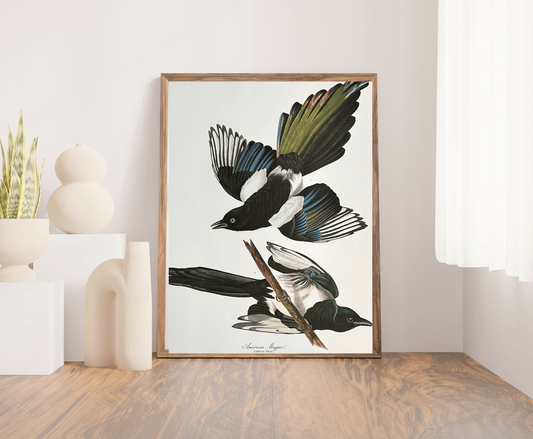 Audubon Vintage 1964 Lithograph Print - American Magpie - Room Four