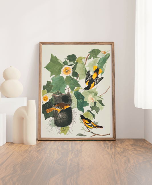 Audubon Vintage 1964 Lithographic Bird Print - Baltimore Criole - Room Four