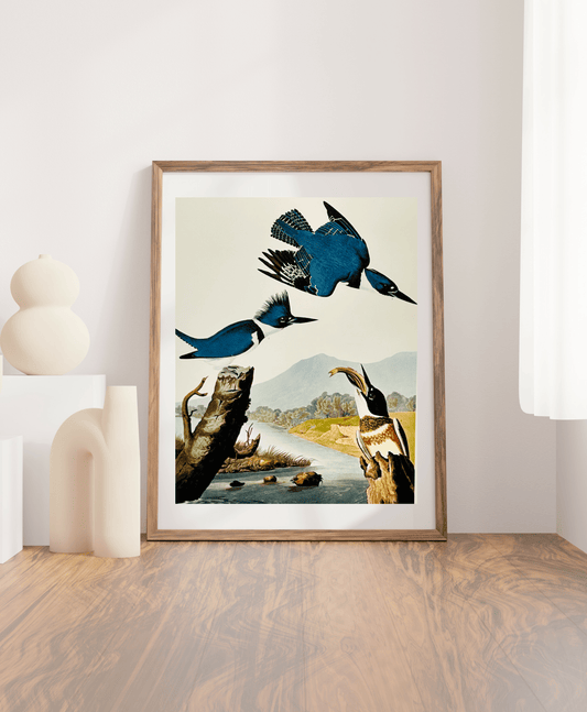 Audubon Vintage 1964 Lithographic Bird Print - Belted Kingfisher - Room Four