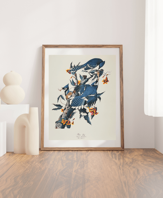 Audubon Vintage 1964 Lithographic Bird Print - Blue Jay - Room Four