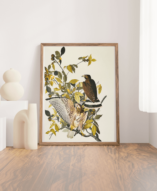Audubon Vintage 1964 Lithographic Bird Print - Broad Winged Hawk - Room Four