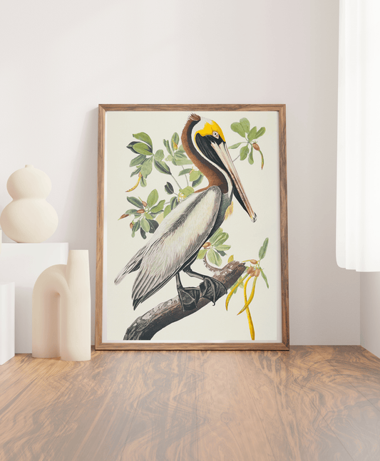Audubon Vintage 1964 Lithographic Bird Print - Brown Pelican - Room Four
