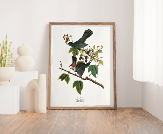Audubon Vintage 1964 Lithographic Bird Print - The Cat Bird - Room Four