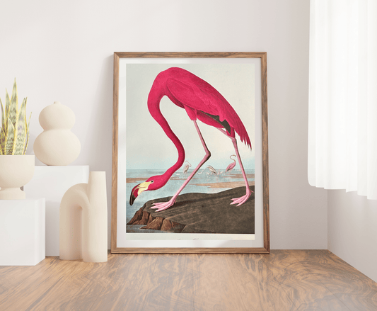 Audubon Vintage 1964 Lithographic Print - American Flamingo - Room Four