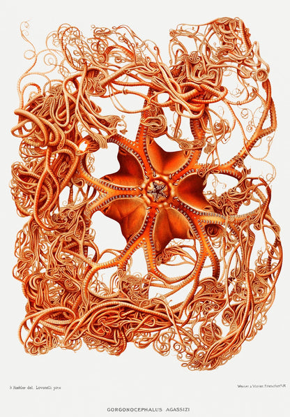 Basket Starfish Vintage Wall Art Print - Room Four