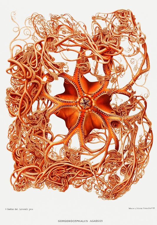 Basket Starfish Vintage Wall Art Print - Room Four