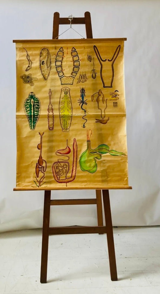 Biology Digestion Vintage Educational Wall Chart - Animal Kingdom - Room Four